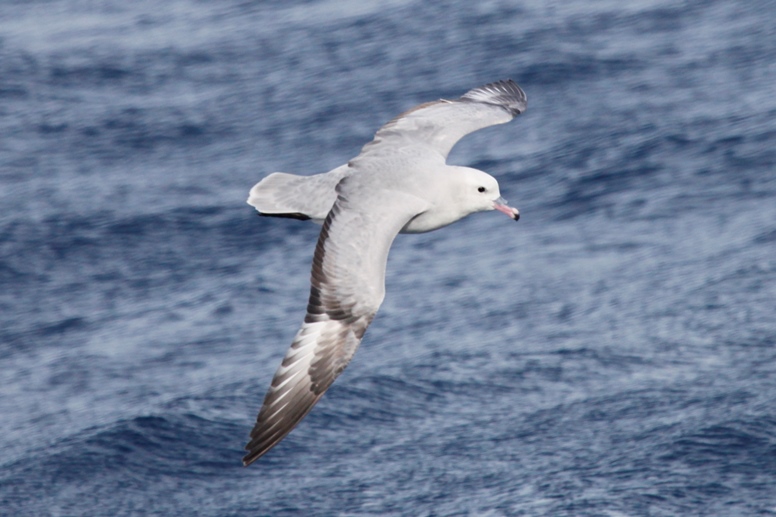 fulmar